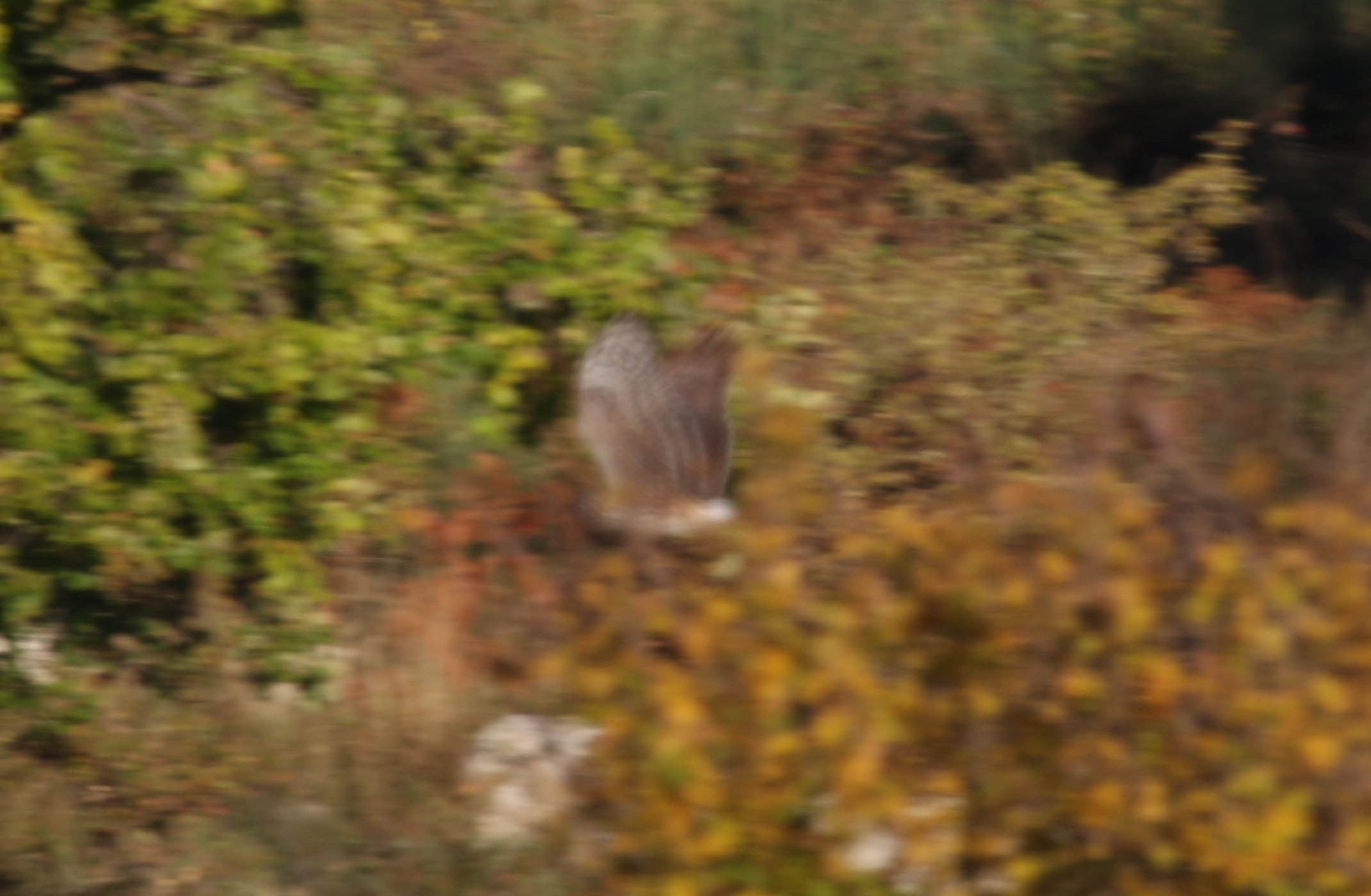 Identificazione (accipiter sp)